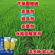 New species Tianxiangyou 2115 Zhuangxiangyou 1205 hybrid high-yield rice seed strong aroma type first-grade rice long-grain fragrant rice New date New species Tianxiangyou 2115 original x1 bag Total 1Jin Jin equals 0.5kg
