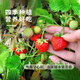 Strawberry seed cream strawberry seedlings for planting indoor and outdoor balcony vegetables and fruits potted flower seeds Dandong spring four seasons Rainbow field four seasons milk strawberry seeds 150 capsules * 2 packs
