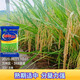 Nuoliangyou 561 hybrid glutinous rice seed has high yield, good waxiness and fragrance, medium-ripening and late-maturing indica type glutinous rice. Nuoliangyou 561 rice seed 5 bags*100g (1 Jin Jin is equal to 0.5 kg)
