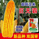 Spot new species Dongdan 509 double national-approved twin short-stem extra-large cob high-yielding corn seed purple stem purple root lodging resistance Big Mac Dongdan 509 whole bag 3.2 Jin Jin equals 0.5 kg per acre red axis long grain lodging resistance drought and pest resistance high temperature