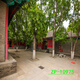 莎庭（SARTILL）主播背景布3D立体网红直播间背景山水户外风景背景布 ZP-11162 3米宽+3米高