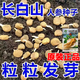 Changbai Mountain ginseng seeds, wild ginseng seeds, easy to grow Chinese medicinal materials in all seasons, easy to live indoor flower pots, ginseng seeds, shipped without buds, big sale, 3 bags selected, about 156 capsules