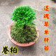 Xushansi Selaginella nine-death resurrection grass desktop flowers and plants bonsai potted rockery combination absorbent stone calamus orchid freshly dug single pole small-leaf Selaginella without tray