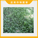 农仔50g10袋 农仔757草甘膦铵盐75.7%除油菜杂草农药除草剂草甘磷68% 50g