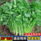 Four Seasons Large-leaf Coriander Seeds Coriander Seeds Garden Field Balcony Potted Plants Easy-to-Grow Vegetable Seeds Complete Collection of Large-leaf Coriander Seeds 1 Pack About 600 Tablets