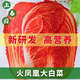 Fire Phoenix Chinese Cabbage Seeds Red Cabbage Seeds are disease-resistant, high-yielding and high in calcium. Orange and Red Cabbage are easy to grow in farmers’ fields. Matched Version. Fire Phoenix Cabbage Seeds. High-quality products - new seeds. 1 pack of approximately 199 capsules.