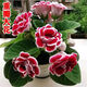 重瓣大岩桐种子 富贵芙蓉花种子 四季播花卉易种室内阳台盆栽花 897粒良种送肥 混合装各种颜色
