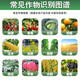 Guoguang Plant Source 2% Benzylaminopurine Rose Citrus Apple Bayberry Flowering and Germination Preservation Cytokinin 1000ml