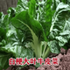 Xinning Brassicae Seeds are edible white stems, large broad leaves, thick skins, high-yield all-season old varieties, Spring Brassica Genda Vegetable Seeds, Broad-leaf Brassicae 2 packs and 3 packs (selected by 60 people)