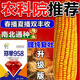 Zhengdan 958 National Approval High Yield Corn Seed Zhengdan 958 Daquan Big Stick White Shaft Resistant to Lodging and Drought Resistance Short Stem Bract National Approval Zhengdan 958 (High Yield + Stable Yield) Original 3 Jin Jin equal to 0.5 kg