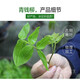 Yang Yuqingtang Té Qingqianliu cultivado en la naturaleza auténticos brotes de té Qingqianliu sin azúcar Qianqianliu grado especial Zhangjiajie hojas originales hojas jóvenes paquete de prueba de 50 g