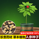 Changbai Mountain ginseng seeds, wild ginseng seeds, easy to grow Chinese medicinal materials in all seasons, easy to live indoor flower pots, ginseng seeds, shipped without buds, big sale, 3 bags selected, about 156 capsules