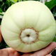 Nongzhi R Ben Tianbao melon seeds honeydew melon Fuji Tianbao melon seeds 10gx2/half acre of land