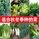 Vegetable seedlings suitable for autumn planting in all seasons, easy-to-live leeks for autumn sowing, cold-resistant baby cabbage, blue kale, pepper seedlings, 10 purple kale seedlings + fertilizer
