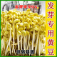田道谷发豆芽黄豆生黄豆芽豆专用黄豆种子小金黄黑豆芽苗菜种籽 发芽专用 690小粒黄豆 三斤