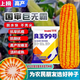 New species in stock original Liangyu 99 corn seed disease resistance and temperature tolerance Shandong Denghai Liangyu 99 hardcore corn big cob New species Denghai Liangyu 99 3.8 Jin Jin is equal to 0.5 kg or so x1 bag