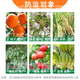 Guoguang 40% ethephon ripening agent tomato cotton persimmon rice banana mango rubber tree ripening and yield increasing regulator 500g (20 bottles 1 box)