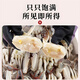 Haisuda Zhoushan fresh swimming crab pieces, net weight 550g (16-20 pieces), cut crabs, frozen fresh wild sea flying crabs, white crabs, seafood aquatic products
