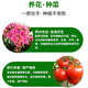 Fermented soybean meal organic fertilizer fermented soybean meal decomposed organic fertilizer general nutritional fertilizer for vegetables, green plants, flowers and fruit trees soybean meal organic fertilizer 500g*5 bags