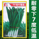 791雪韭王抗病速长香白根不休眠宽韭菜蔬菜种子阳台菜园四季种籽 719大叶韭菜种子 精品种子：1包(约500粒)