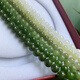Feishengji Pangdonglai Calidad soleada Agua Hetiana Collar Jade Tianlran Hetian White Jade Lago Agua Verde Jade Beads Mom Festival Gradiente Sunny Water Abacus Beads 8 mm (1278)