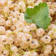 Currant Seeds Gooseberry Tree Potted Fruit Berry Seeds Patio Balcony Red Currant Seeds Selected 1 Pack of 100 Capsules