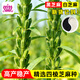 Xinyan high-yielding sesame seeds, four-sided, high-oil, multi-resistant black and white sesame seeds planted in farm fields, spring and summer four-season vegetable seeds, high-yielding black sesame seeds, gold-grade black sesame seeds, 30g*1 bag