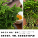 
Tangshan Yunsong is authentic Tangshan dwarf literary bamboo office is easy to raise green potted desktop bonsai with potted plants 12023 Original pot Tangshan Yunsong 5-year-old bonsai