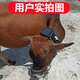 Hayi cattle and sheep locator GPS Beidou satellite mountain grazing horse animals livestock remote tracking anti-lost artifact j 4G mountain sheep price 17,000 anti-fall + wear-resistant + anti-offline + anti-cold source factory + quality assurance