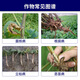 Syngenta Shilox 25g/L Fludioxonil Watermelon Fusarium Wilt Botrytis Sclerotinia Fungicide Seed Coating 100ml*1 Bottle