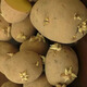 Qiuying high-yielding early-maturing yellow-skinned yellow-heart potato seeds Yunnan farmer's old variety yellow-heart budding potato seeds 500g