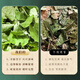 
Genuine wild Gansu epimedium Chinese medicinal materials, small leaf epimedium leaves, soaked in wine, tea, water and drink nourishing nutrition Gansu wild small leaf epimedium 500g