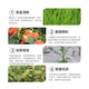 Bonsec 28 high 0.04% brassinolide growth regulator for fruit trees and vegetable fields that promotes growth, resists stress and resolves pesticide damage