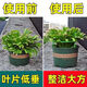 勤凯花架子室内家用支架通用型蟹爪兰花架莲花护叶架园艺盆栽支撑杆AS 【升级加粗+植物通用】 拍一发十【60根】到手十层