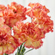 Mother's Day gift: 10 single-headed carnations in random colors