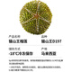 京地达马来西亚猫山王榴莲 净重4.5斤单果4.5斤 液氮冷冻源头直发包邮