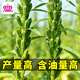 Xinyan high-yielding sesame seeds, four-sided, high-oil, multi-resistant black and white sesame seeds planted in farm fields, spring and summer four-season vegetable seeds, high-yielding black sesame seeds, gold-grade black sesame seeds, 30g*1 bag