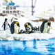 乐蓓富仿真海洋动物模型玩具海底世界生物鲨鱼海豚生日六一儿童节礼物