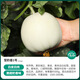 Shouhe white-skinned melon seeds, red-fleshed melons, white melons, new and old melon seeds, vegetable fields, Xue Naixiang No. 1 fragrant melon seeds, 400 capsules x 2 bags