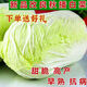 Autumn sowing Chinese cabbage seeds 90 days cabbage balling cabbage early and late maturing farmhouse high-yielding disease-resistant vegetable seeds newly improved Shandong No. 4 autumn cabbage 500 capsules