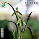 Wengyuan Orchid, Spring Orchid, Myth Thin Leaf Grass, Flower Tongue Colorful Qinhua Qinbud Strong Fragrance Green Plant Potted Plant, Myth 5 Seedlings, Large Strong Seedlings, Simple Pot Hair