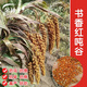 Millet, red millet seed, small fragrant rice, upland rice seed, fragrant and glutinous high-yielding field, black grain and white grain seed, drought-resistant white grain/100g white grain white rice
