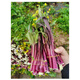 Vegetable seedlings suitable for autumn planting in all seasons, easy-to-live leeks for autumn sowing, cold-resistant baby cabbage, blue kale, pepper seedlings, 10 purple kale seedlings + fertilizer
