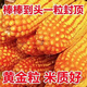 New species double national review original Zhongkeyu 505 corn seeds are resistant to lodging and insects. It is good to sow low-stem big stick seeds in spring and summer. New species original Zhongkeyu 505 4200 grains x1-pack