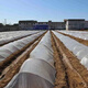 Qinkai plastic film is transparent and thickened to prevent rain and keep warm and windproof to cover the small greenhouse for growing vegetables. Agricultural plastic paper, 3 wires thick, 4 meters wide and 30 meters long