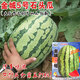 Jincheng No. 5 Sweet King Watermelon Seed Seed High Yield Black Jingxin Fruit Giant Extra Large Four Seasons Lazy Super Jincheng No. 5 100 capsules bag, really sweet, really big, really
