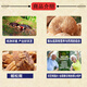 Shanxi ruizhi ganoderma lucidum mycelium polvo xiangling lingzhi polvo matsutake mono cabeza malta polvo polvo shuangdi ruptura pared ganoderma lúcidum Selección de esporas y regalos 3 cajas de ganoderma lucidum en polvo lucidum