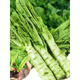 Lettuce seedlings, red lettuce seedlings, lettuce seedlings, family balcony open field, high-yielding autumn and winter cold-resistant vegetable seedlings, 10 red lettuce seedlings