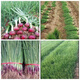 Purple-skinned onion seedlings, fruit red-skinned onion seedlings, four-season garden vegetable seedlings, 20 trial plantings, purple-skinned fruit onion seedlings, high-yielding king