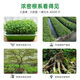 Zhongxiquan Rooting Mother Solution Breathable Rooting Agent Nutrient Solution Organic Fertilizer Fruit Trees Flowers Vegetables Rooting Strong Seedlings White Genduoduo 50Jin Jin is equal to 0.5kg *2 barrels delivered to villages and towns